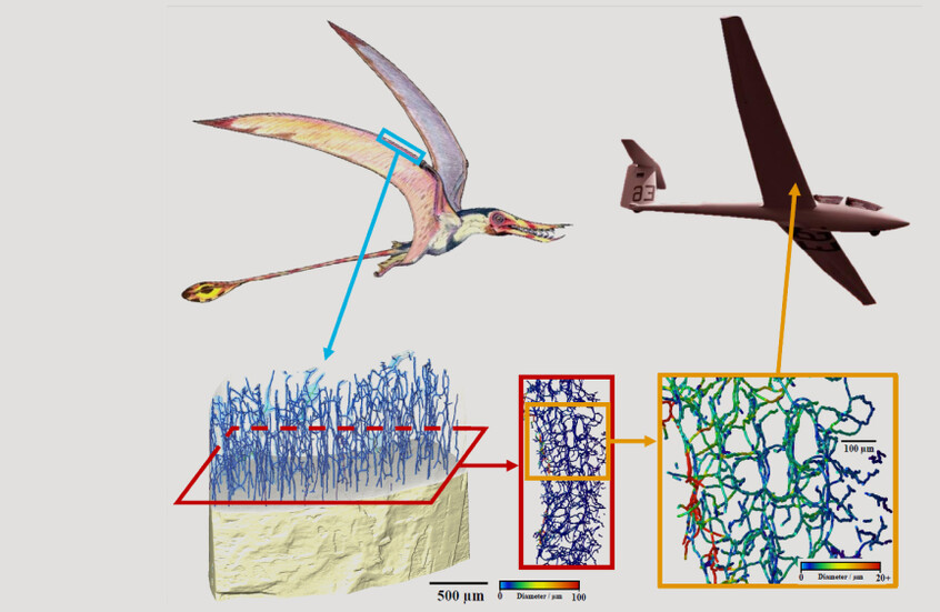 علماء: عظام الزواحف الطائرة المنقرضة قد تساعد في صنع طائرات المستقبل