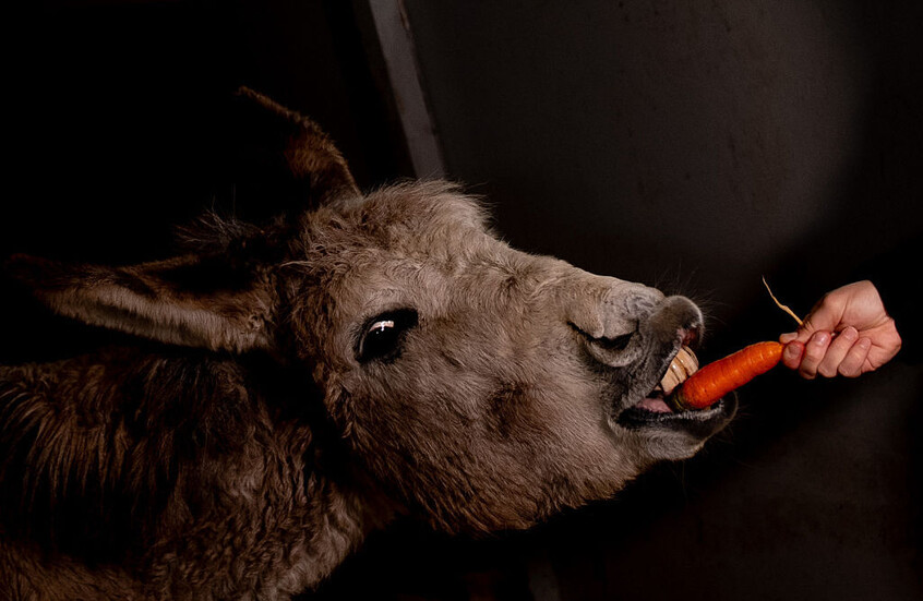 قضاء المغرب يلزم معتديا على حمار بدفع تعويض لمالكه