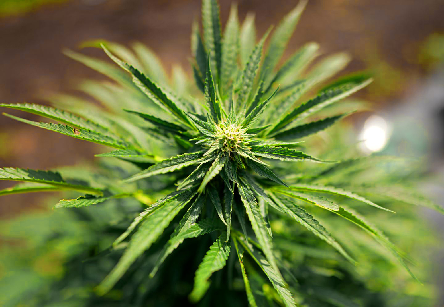 "أكسيوس": إدارة ترامب بصدد إعادة تصنيف الماريجوانا