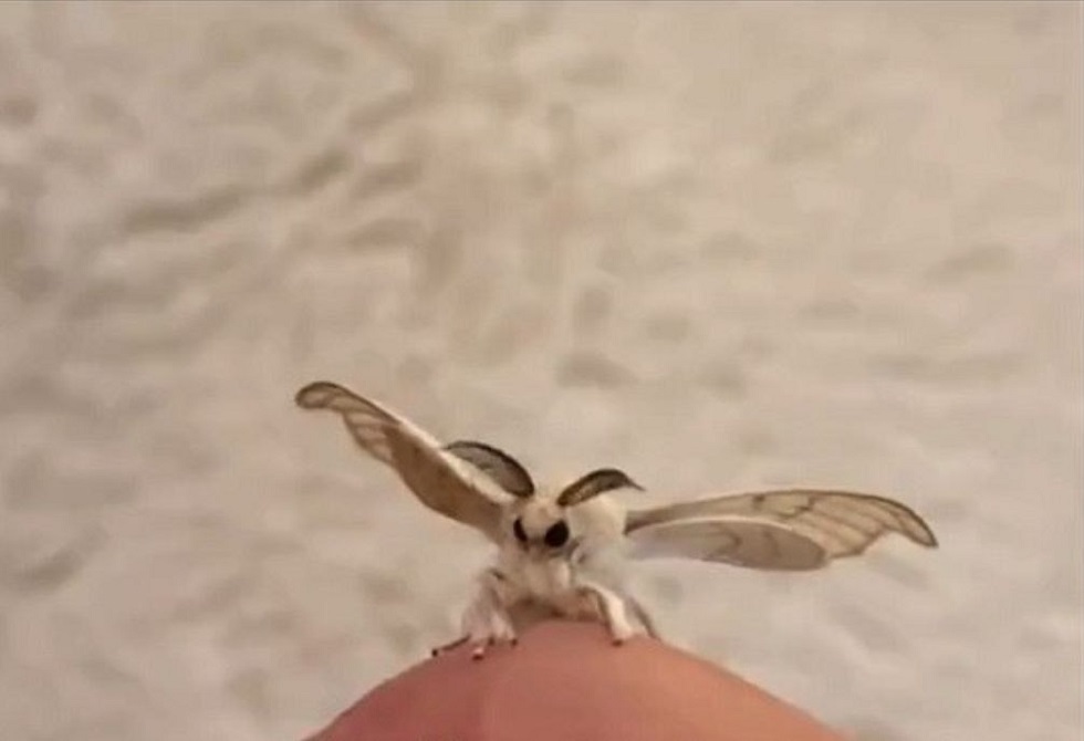 "الديدان المجنونة" تهاجم كولورادو