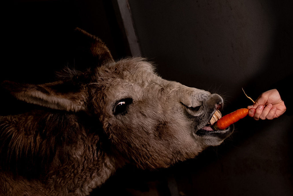 قضاء المغرب يلزم معتديا على حمار بدفع تعويض لمالكه