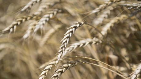 بوتين: روسيا ومصر يمكنهما مناقشة إنشاء مركز للحبوب والطاقة