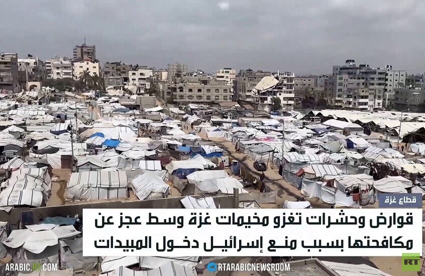 الحشرات والقوارض تغزو خيام النازحين