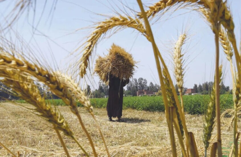 من أكبر مستورد في العالم إلى الاكتفاء الذاتي.. خطة مصرية لـ "توطين" قمح الخبز بحلول 2028