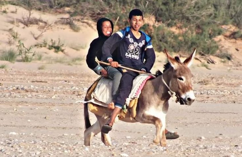 لغز اختفاء مليوني حمار في مصر.. لماذا يثير القلق؟