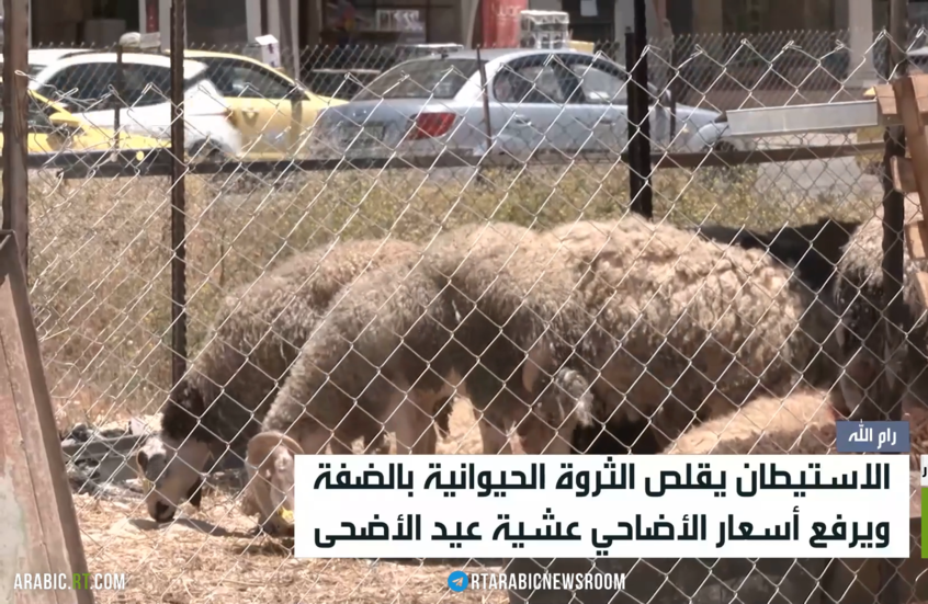 الاستيطان يلتهم الثروة الحيوانية بالضفة