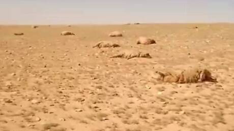 نفوق مئات الأغنام في بادية تدمر بسبب نبتة سامة