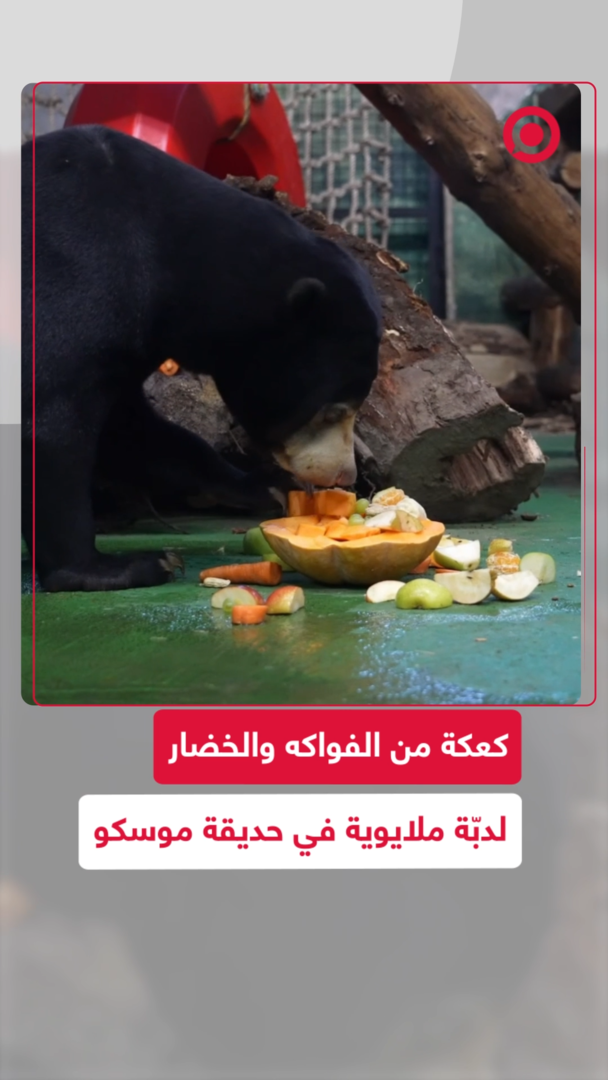 كعكة من الفواكه والخضار لدبّة ملايوية في حديقة موسكو