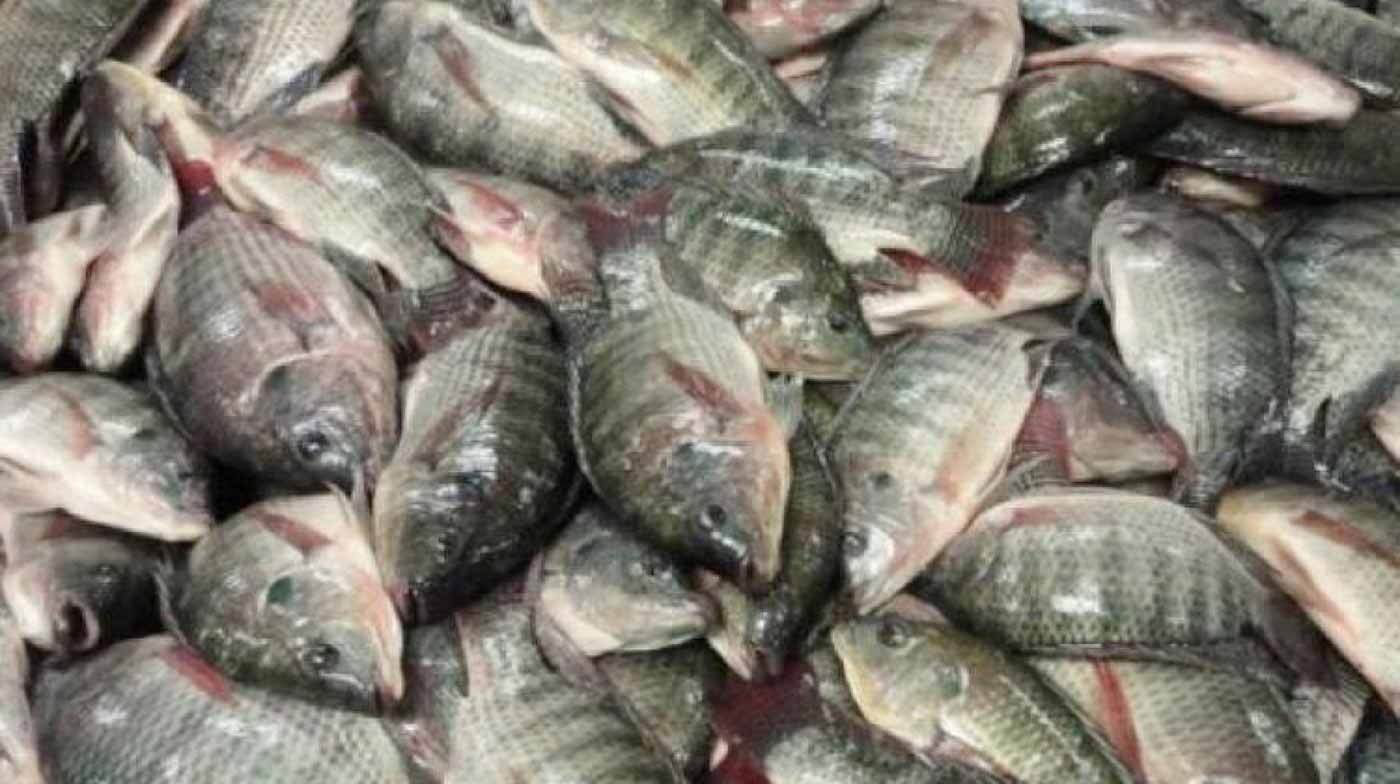مصر.. ضبط "سموم" في مصانع أسماك