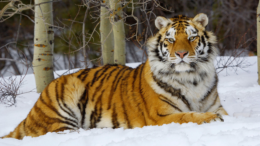 Amur Tiger in winter snow.