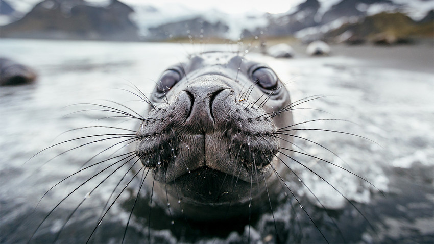 "The intruder unexpectedly stumbled upon a rather unusual guard: a male seal named Barik."