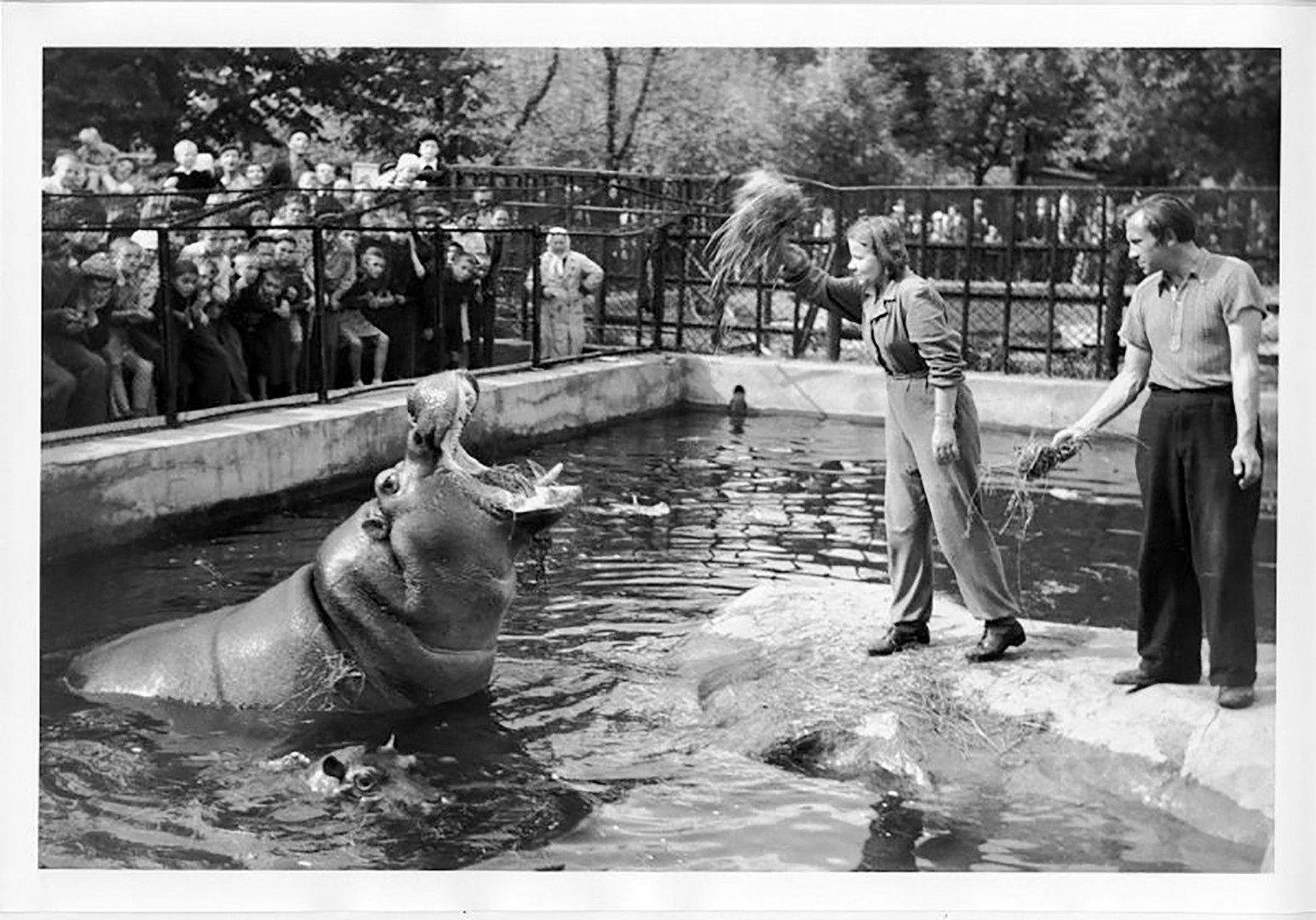 Работници в зоопарка и хипопотам 1946 г.