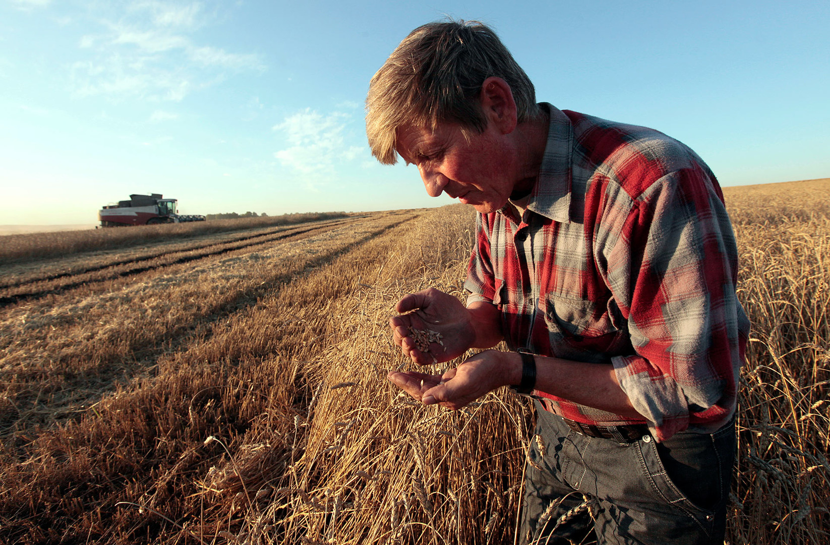 An employee inspects wheat in a field of the 