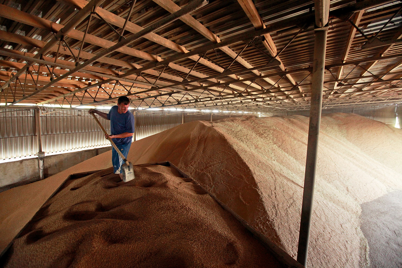 A worker shovels grain in a warehouse in the the village of Konstantinovo, some 60 km (37 miles) from the Southern Russian city of Stavropol.