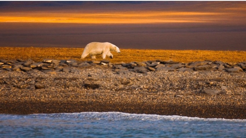 Beli medved se premika vzdolž obale Vragelovega otoka na ruski Arktiki.