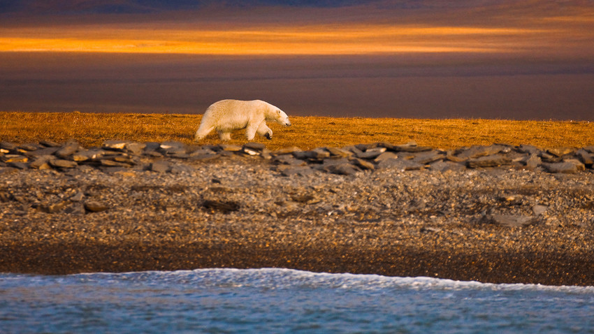 Urso polar passeia pela costa da Ilha de Vrânguel, no Ártico do Norte. 