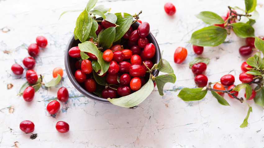 Cornelian cherries are a cousin of the American dogwood.