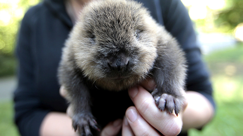 A little beaver.