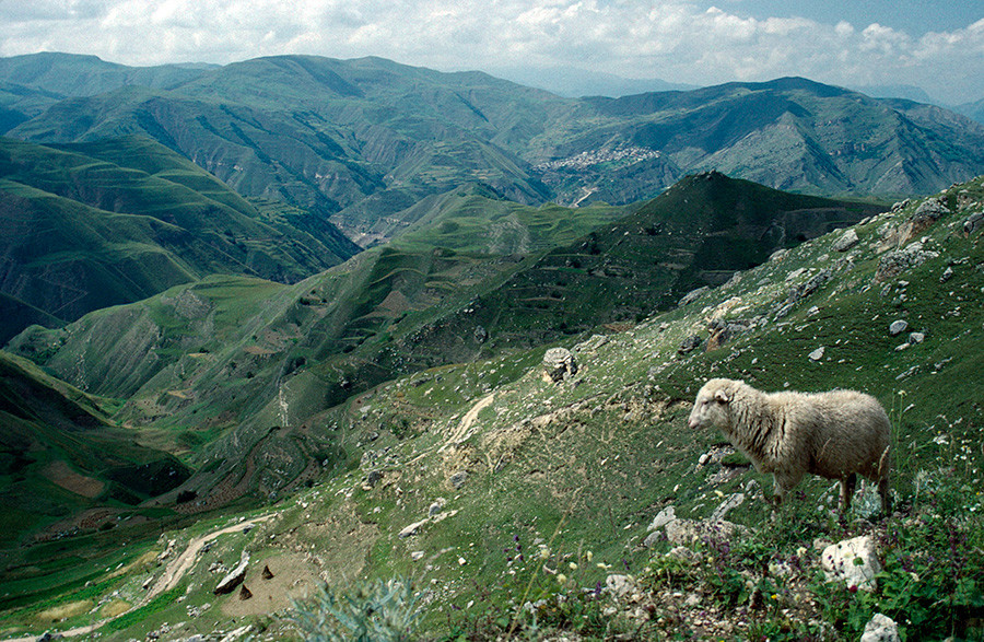 Дагестан. Стари пут свиле кроз планински пејзаж са овцама на стрмој паднини брда у првом плану.