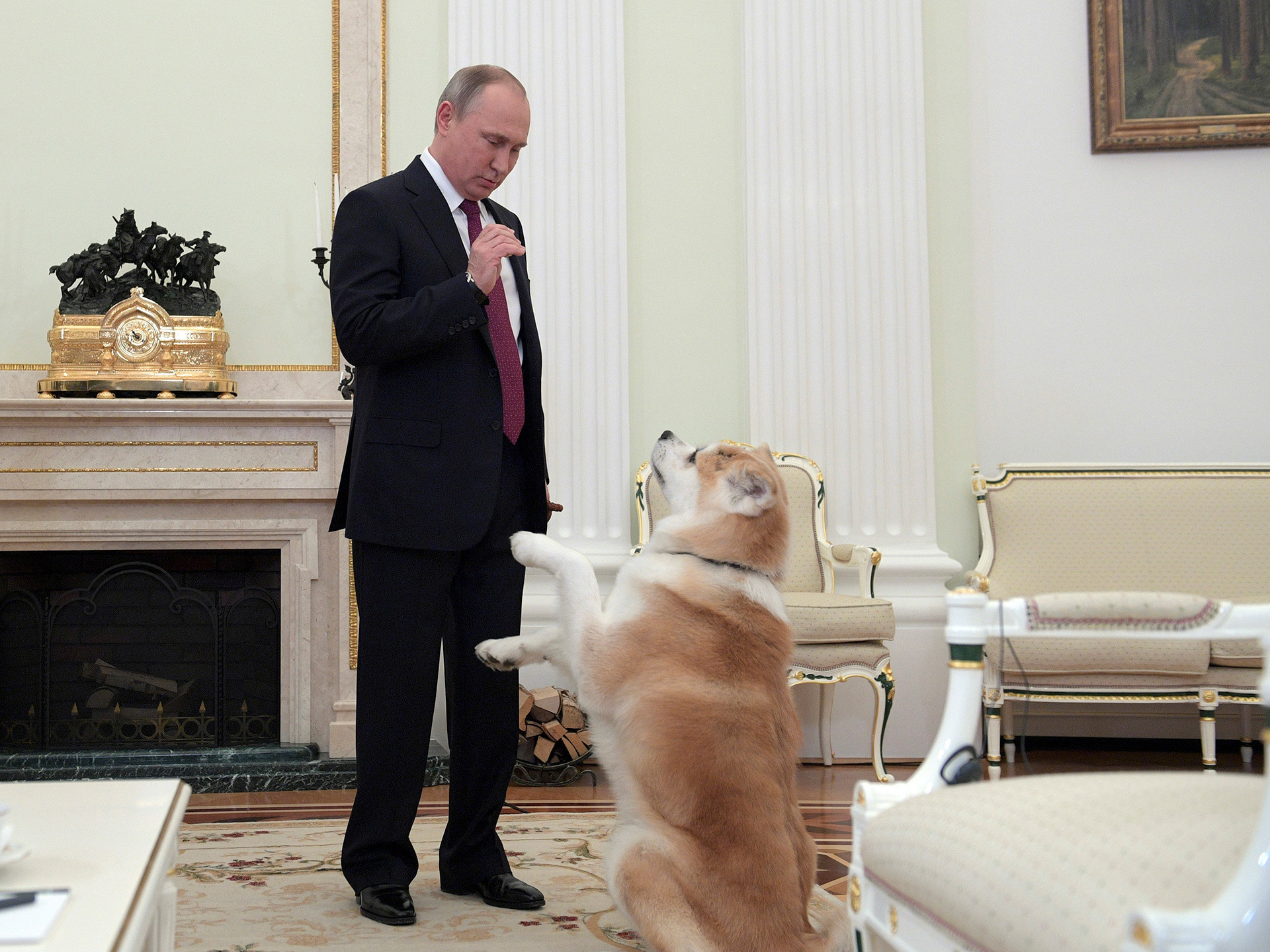 Руският президент Владимир Путин с кучето си порода акита ину на име Юме в Кремъл.