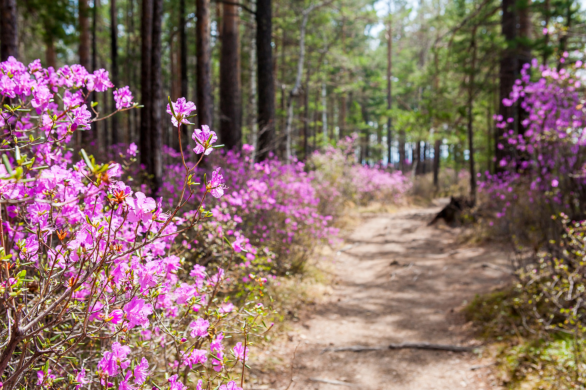 Irkutsk in spring