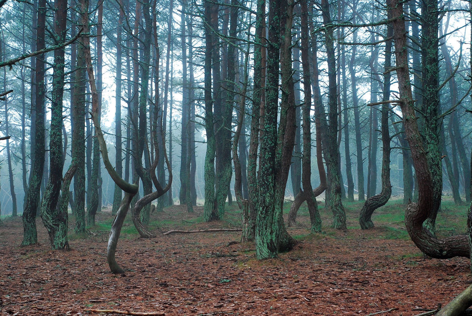 Hutan yang 'menari', Taman Nasional Kurshskaya Kosa.
