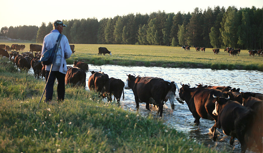 The milk for this butter only comes from local cows who are fed on Vologda motley grass.