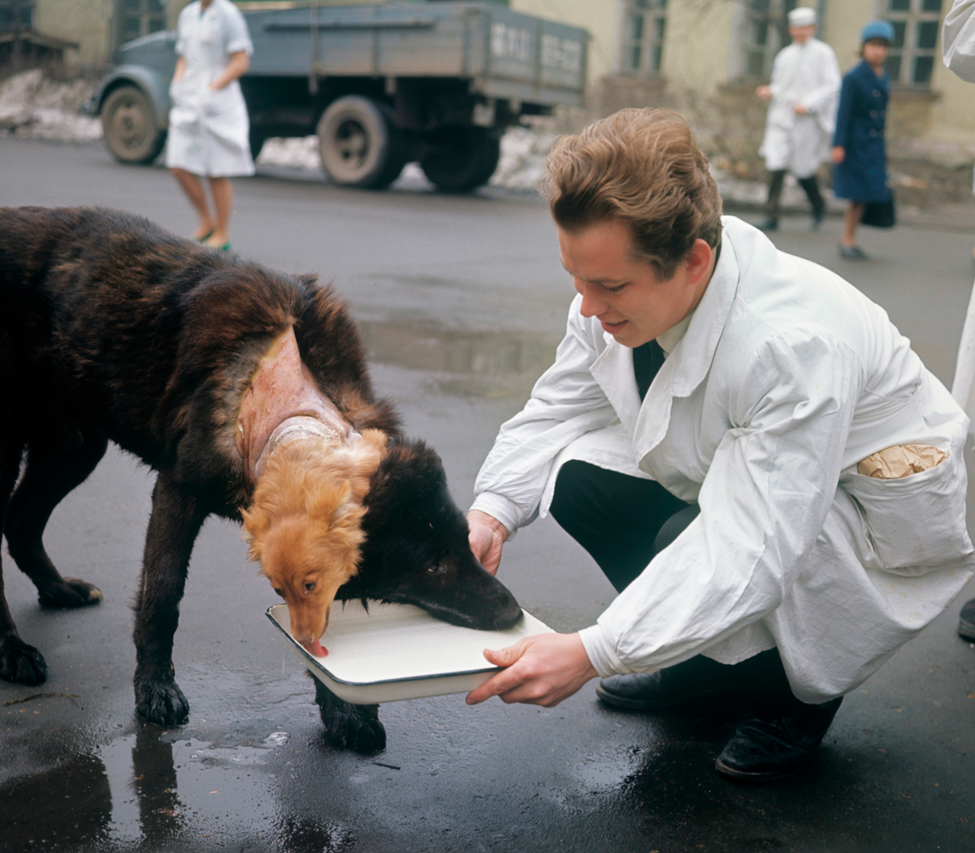 russian 2 headed dog experiment