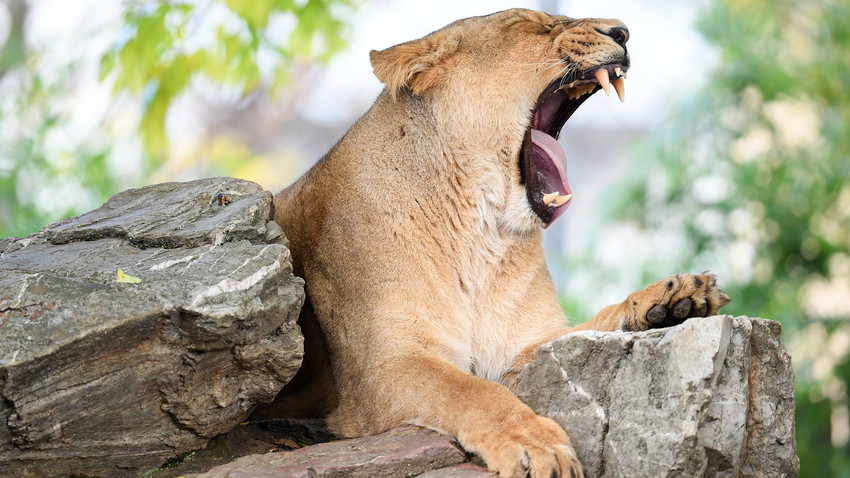 Cave lions went extinct about 10,000 years ago