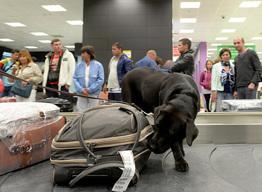 A sniffer dog looking for drugs in the luggage