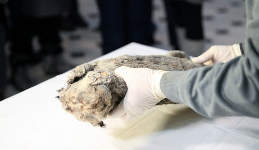 A well preserved corpse has been discovered in Yakutia
