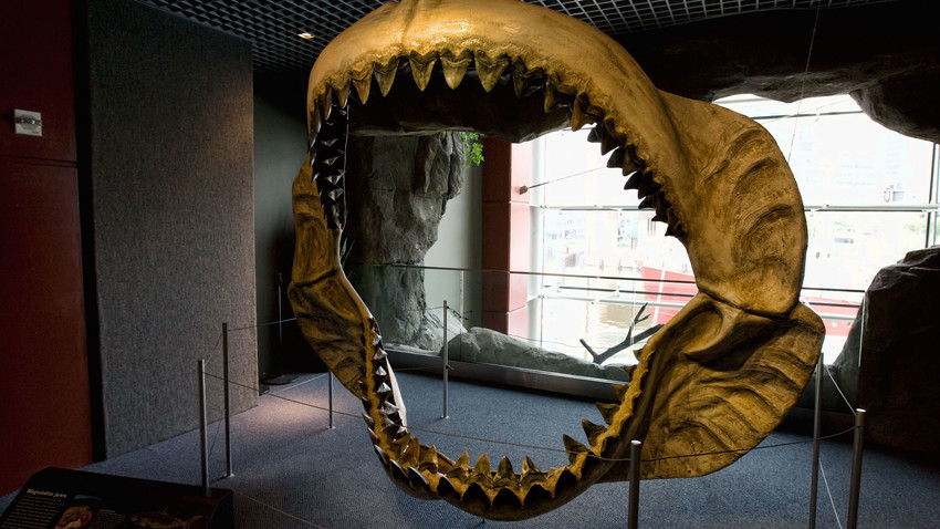 Rahang Megalodon dipajang di Akuarium Nasional, di Baltimore, AS.