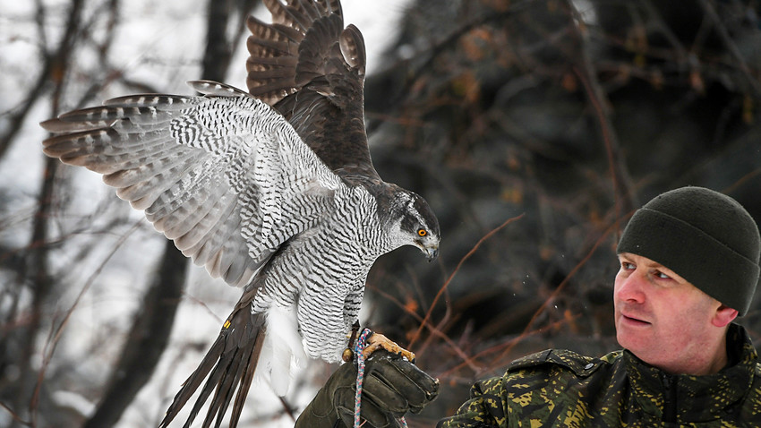 A serviceman of the falcon service of the Moscow Kremlin's commandant's office is seen with a hawk.