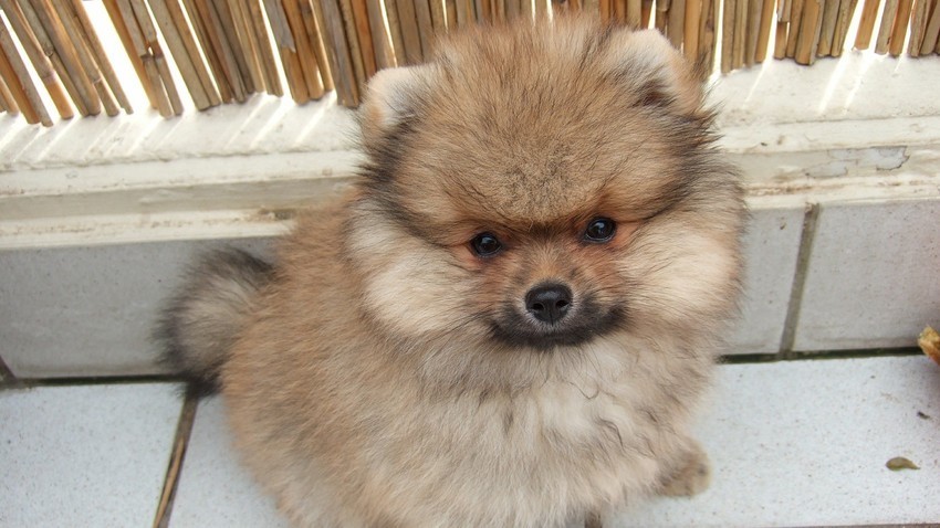 Anjing Pomerania.