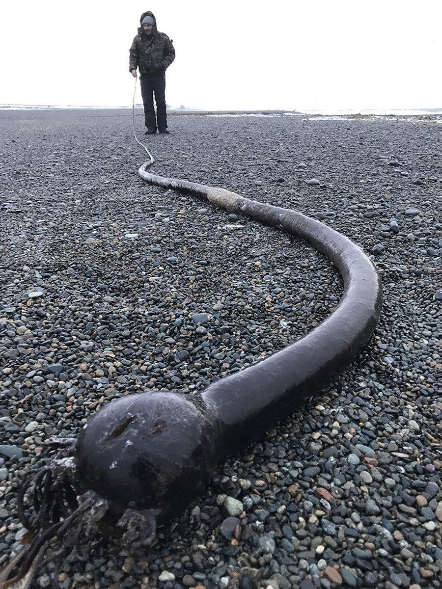 Algae can grow up to 25 m long and 20 cm in diameter