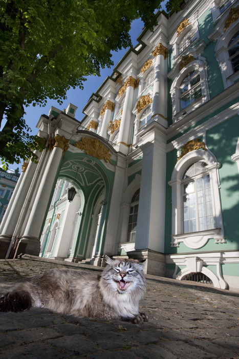Der sibirische Kater Lutschik sonnt sich vorm Winterpalast. Seine Fellfarbe wird in Sankt Petersburg als 
