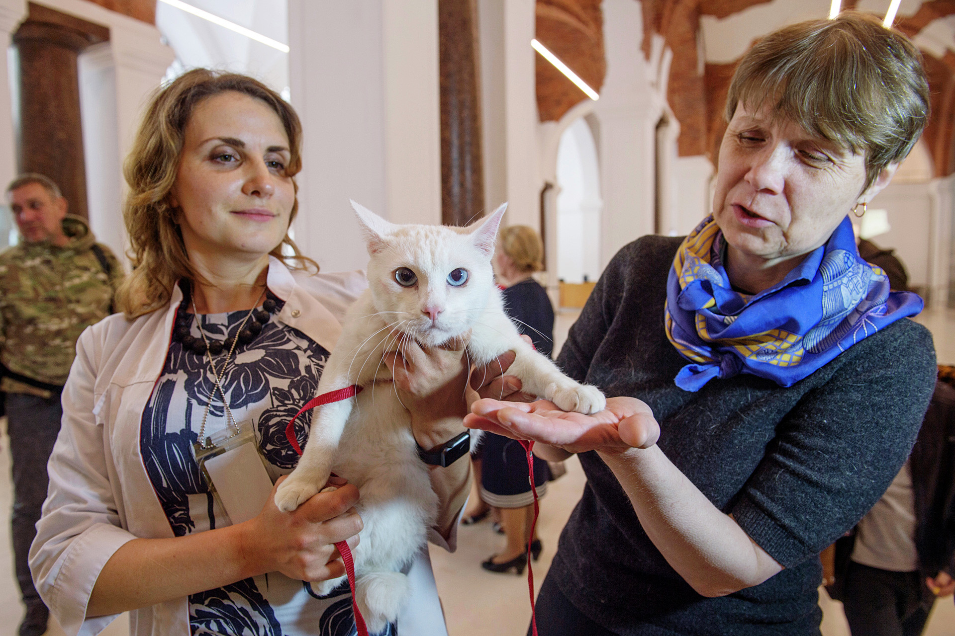 Achilles the cat that lives in the State Hermitage Museum in St. Petersburg, predicted the victory of Australia's national football team in the 2017 FIFA Confederations Cup match against Cameroon.