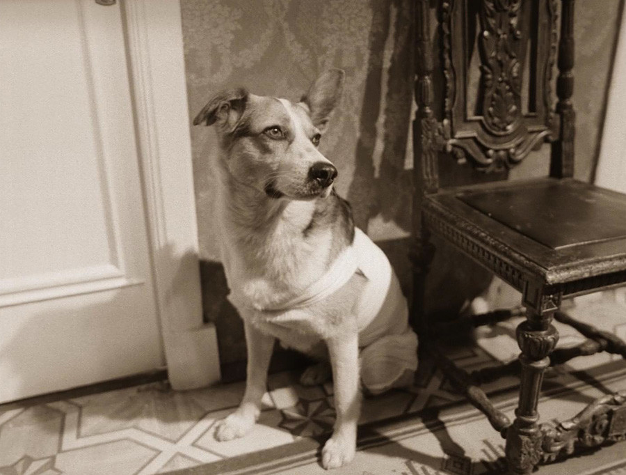 Prizor iz filma Pasje srce, Lenfilm, 1988.
