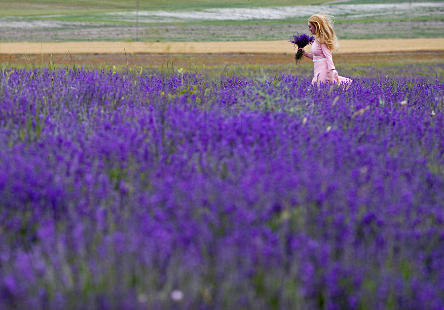 Eine Frau sammelt Lavendel im Gebiet Bachtschissaraj auf der Krim