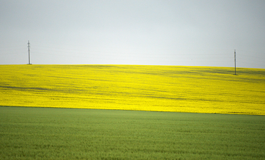 Blossoming fields in Krasnodar Region in summer.