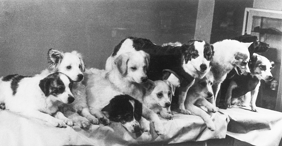 Belka, Stralka, their puppies and a couple of other dogs photographed in 1961. Belka is the 6th one from the left (black with the white forehead, standing), Strelka - the 8th from the left (white, standing).