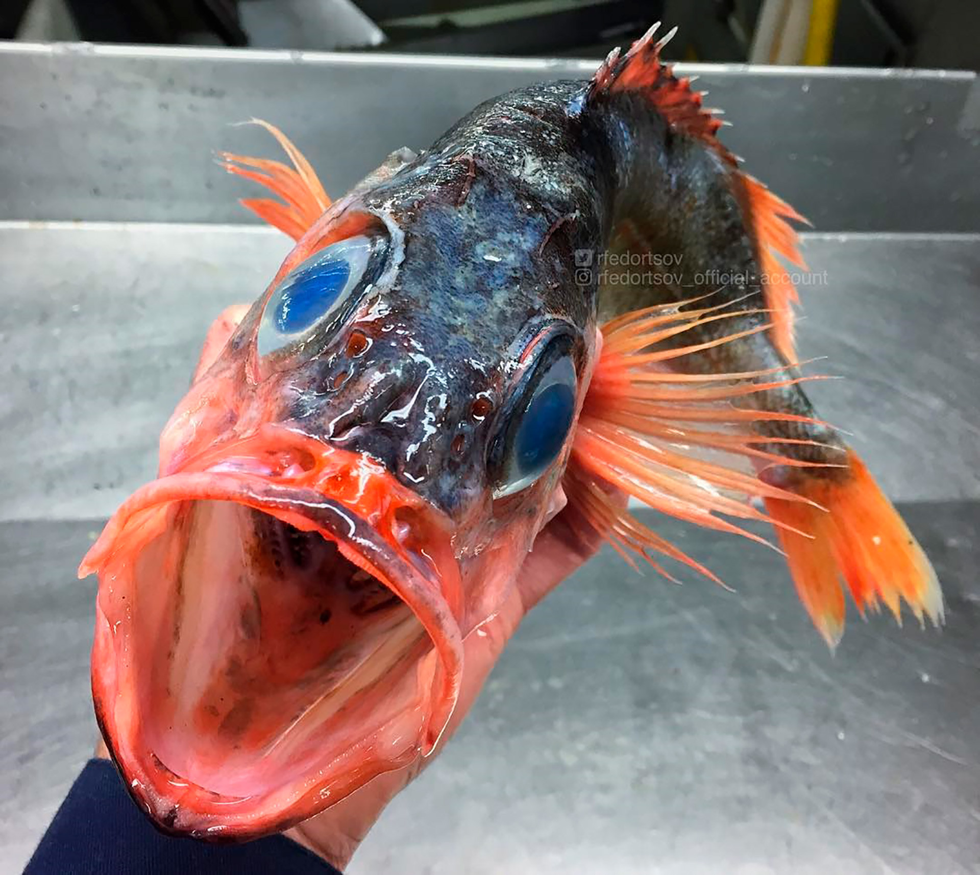 Самая глупая рыба. Красный глубоководный морской окунь.