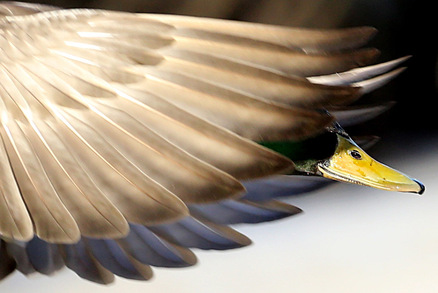 Дива патица в полет в Държавния музей-резерват 