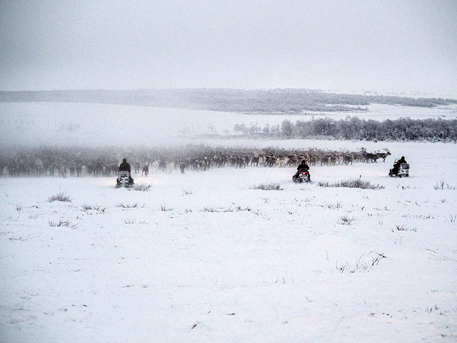 Un jour de travail ordinaire : les hommes dirigent un millier de rennes depuis la toundra vers l’enclos.