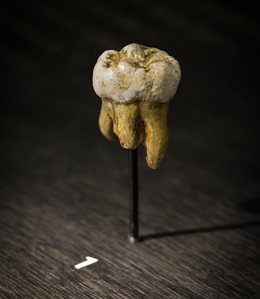 Денисовите хора - реплика на кътник, открит в Денисовата пещера през 2000 г., в Музея за природни науки в Брюксел, Белгия.