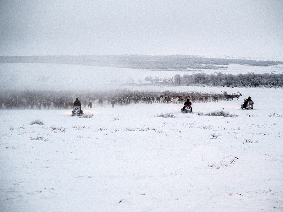 Una normale giornata di lavoro: gli uomini stanno radunando un gregge di oltre un migliaio di renne dalla tundra nel recinto