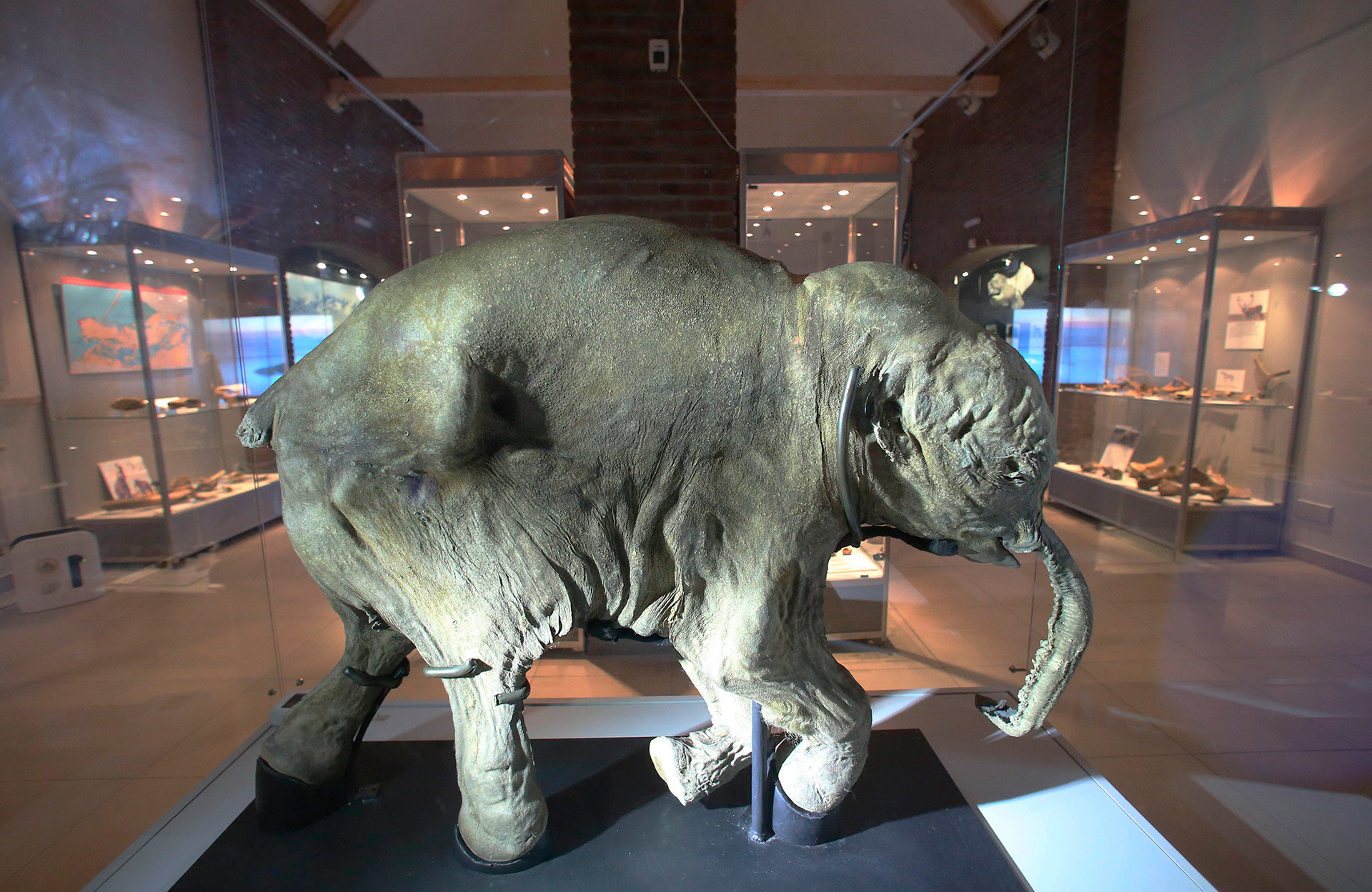 Cría fosilizada de mamut 