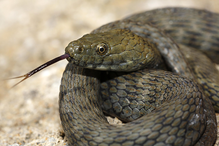 Imagine this beautiful creature staring at you through the glass. No wonder the police chief always had a gun nearby. 