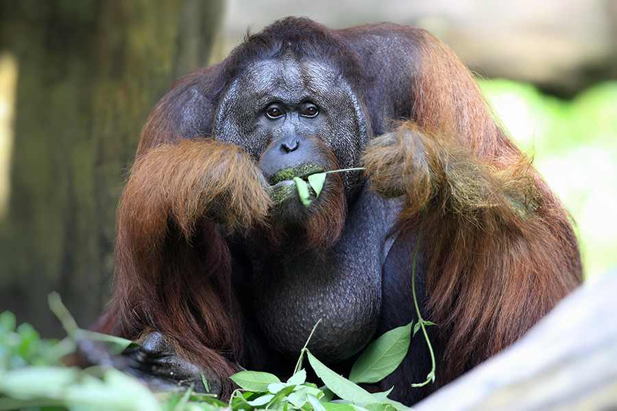 Orangutans are pretty big animals and can be hard to calm them down unless you're a WWII veteran.