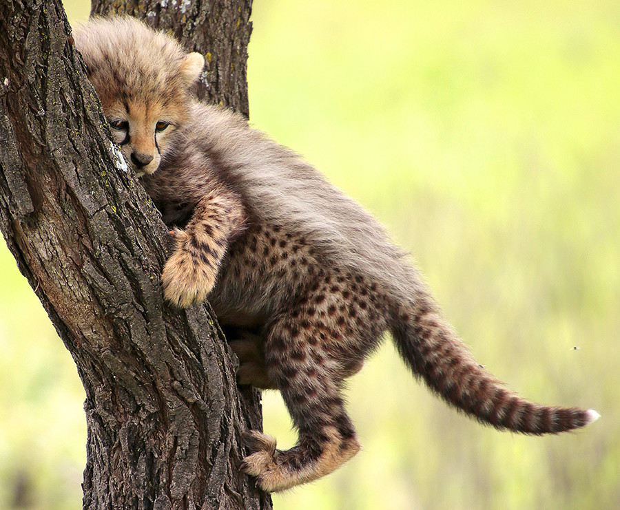 All animals (and humans) are cute when they're little but sometimes they grow up and try to attack local ponies. 